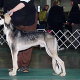 Salukis from Amrika Saluki