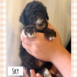 Sky - Phantom male Poodle puppy in Surprise, Arizona from Oh Doodles Doodlery