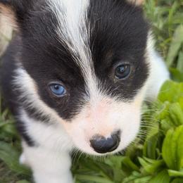 GT LexyAnn - White and black female Pembroke Welsh Corgi puppy in Heyworth, Illinois from Schumaker Corgis
