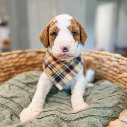 Winslow - Red  male Goldendoodle puppy in Sulphur, Louisiana from Curly Q’s Of Carlyss