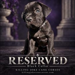 Marius (Black Collar) - Black male Cane Corso puppy in Stilwell, Oklahoma from Killing Joke Kennels