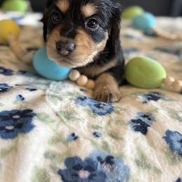 Bob - Black and tan male Dachshund puppy in Morristown, Tennessee from Hillside Hounds