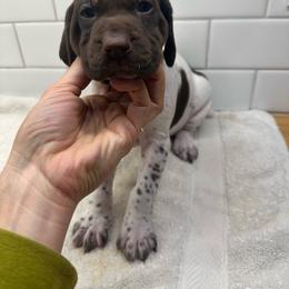 Pink Boy - Liver male German Shorthaired Pointer puppy in White Salmon, Washington from Holding Hands Farm