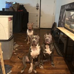 American Bully Puppies from M&M XL Bully Kennel