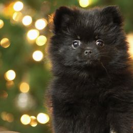 Pomeranian Puppies from Robbins Poms