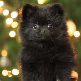 Pomeranian Puppies from Robbins Poms