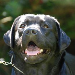 Labrador Retrievers from Lincoln Creek Valley Kennels
