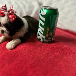 CKC Girl 1 - Brindle and white female Shih Tzu puppy in Houston, Texas from Paws n Claws