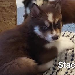 Jarvis - Red and white male Siberian Husky puppy in Savannah, Georgia from Stacy's Siberian Huskies