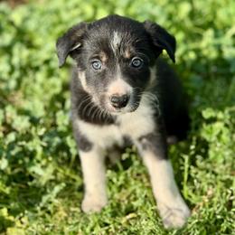 Girl 2 - Tri-color female Border Collie puppy in Centerville, Washington from Forthright Farms