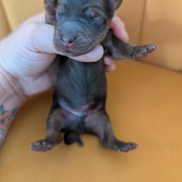 Wrangler - Chocolate and tan male Dachshund puppy in Barnard, Missouri from KB Doxies