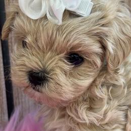 Maltipoo puppies from Denise’s Puppies