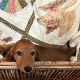 Dachshund Puppies from PeacocksDachs