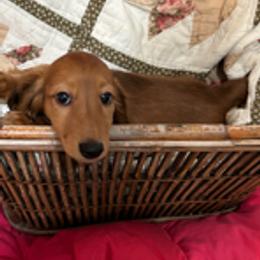 Dachshund Puppies from PeacocksDachs
