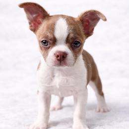 CKC Health Tested Floyd- Bochi - Red male Boston Terrier puppy in Scottdale, Pennsylvania from Itty Bitty Boston & Chi Co, Veteran Owned