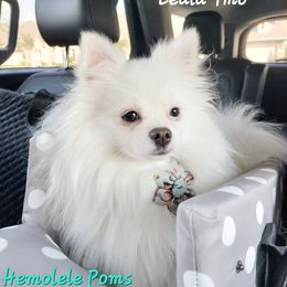 Leulu - Pomeranian