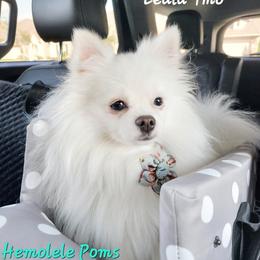 Leulu - Pomeranian