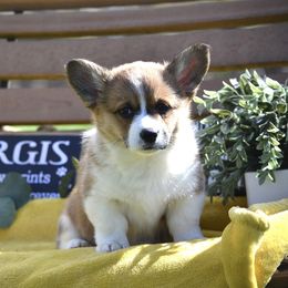 American Corgi and Pembroke Welsh Corgi Puppies from Abundant Joy Corgis