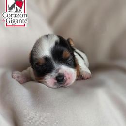 Mr. Grinch - Black tan and white male Biewer Terrier puppy in California from Corazon de gigante