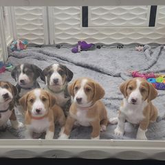 Drever and Mastiff Puppies from Cedarhollow