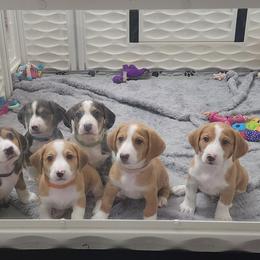 Drever and Mastiff Puppies from Cedarhollow
