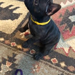 French Bulldog Puppies from Drake Home Frenchies