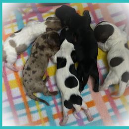 Dachshund Puppies from The Wienery