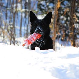 Bear - German Shepherd