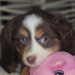 Tia - Red tri female Miniature Australian Shepherd puppy in Lincoln, California from Elegant Aussies