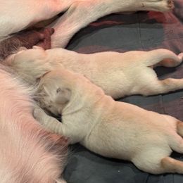Labrador Retriever Puppies from Gathering Branch Labradors