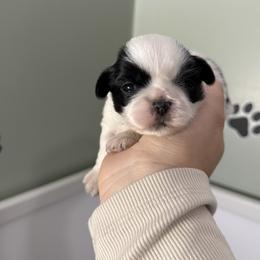 Dottie - Black and white female Shih Tzu puppy in Northridge, California from Our ShihTzu Family