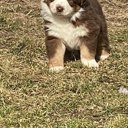 Australian Shepherd and Miniature Australian Shepherd Puppies from Tapestry Australian Shepherds