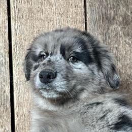Rocky 2000 - Blue merle male Australian Shepherd puppy in Whitwell, Tennessee from Owl Hollow Farm