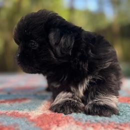 Boy 3 - male Shih Tzu puppy in Mobile, Alabama from FluffyTail Shih Tzu