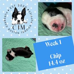 Chip - Black and white male Boston Terrier puppy in Jupiter, Florida from CJM Boston and Boxer Puppies