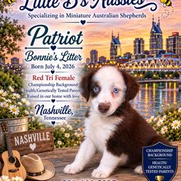 Patriot - Red tri female Miniature Australian Shepherd puppy in Nashville, Tennessee from Little B’s Aussies