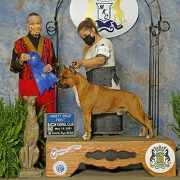 American Staffordshire Terrier Puppies from America's Best
