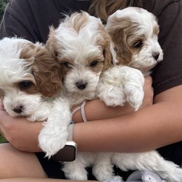 Cavapoo Puppies from Ellas.Pups