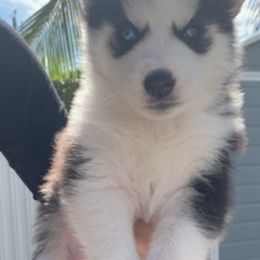 Siberian Huskies from Siberian Husky Wolly