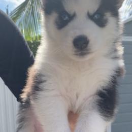 Siberian Huskies from Siberian Husky Wolly