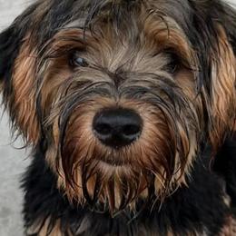Yorkshire Terriers from Majic multi pups