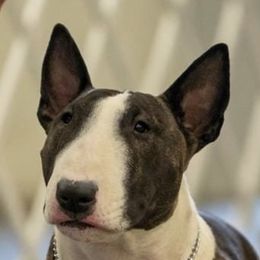 Jewel - Bull Terrier