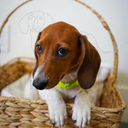 Willy - Piebald male Dachshund puppy in Temecula, California from Naomi Magee's Dachshund Kennel