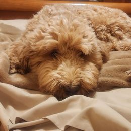 Clementine - Goldendoodle