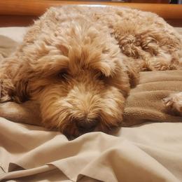 Clementine - Goldendoodle