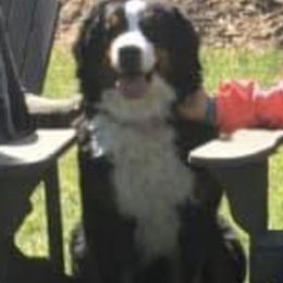 Bernese Mountain Dogs and Icelandic Sheepdogs from Hoosier Roos Bernese