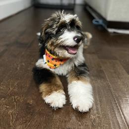 Aussiedoodle and Australian Shepherd Puppies from Junipersdoodles