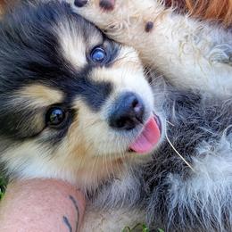 Pomsky Puppies from Nebula Ranch Pomskies