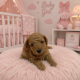 MP Toy - Red  female Poodle puppy in Benson, North Carolina from A Bundle of Love