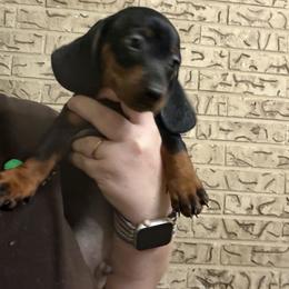 Sulu - Black and tan male Dachshund puppy in Athens, Texas from County Road Puppies